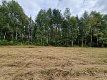 Krawędź działki przy sosnowo-brzozowym lesie — widok z bliska na roślinność