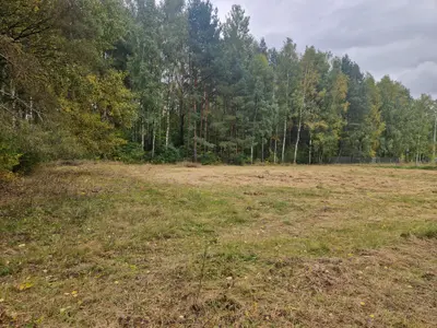 Równina trawiasta działki przy granicy sosnowo-brzozowego lasu — Buczek woj. łódzkie