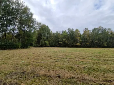 Działka z trawiastą powierzchnią otoczona sosnami i brzozami — Buczek