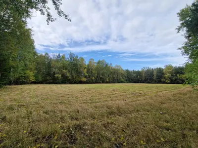 Panorama działki z podmiejskim łąkowym krajobrazem i lasem iglastym w tle