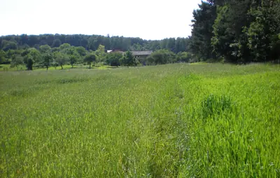 Dziaka na sprzedaż Klęk - zdjęcie