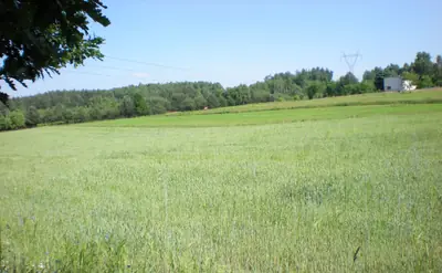 Dziaka na sprzedaż Klęk - zdjęcie